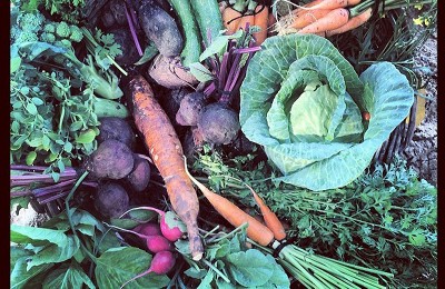February in the garden