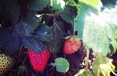 Daylesford Farm Scarecrow’s and Strawberries