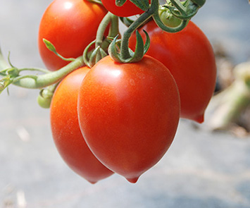 HeritageTomato_04