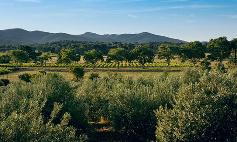 Olive trees and grapevies at the Chateau Leoube