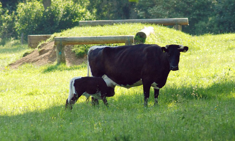 A cow with her calf
