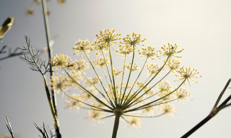 A white elderflower