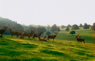 Venison