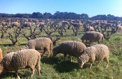 Natural weeding at Chateau Leoube
