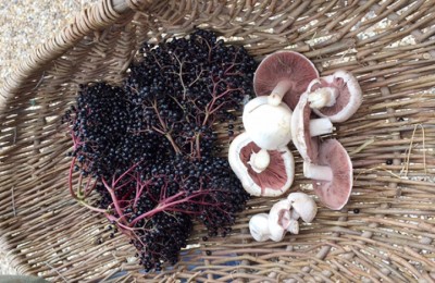 Foraging-thumb