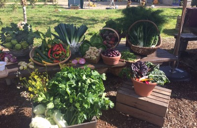 A collection of the wonderful produce harvested here on the farm