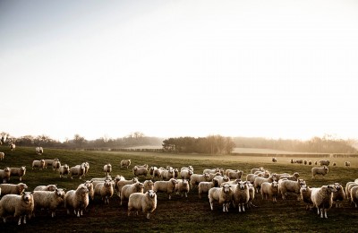 A Flock of Sheep