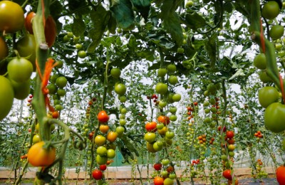 Green and Red Tomatoes growing on vines
