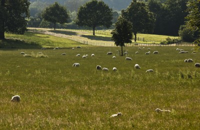 Fields with Sheep and Trees at the Daylesford Organic Farm