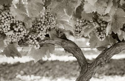 grapes