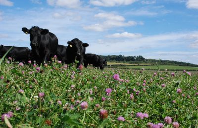 Group of cows grazing in a field