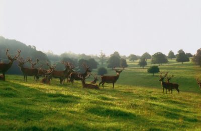 Heard of Deer in Field at Daylesford