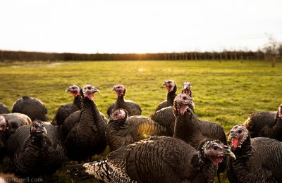Choose an Organic Turkey this Festive Season