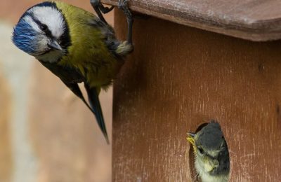 National Nest Box Week