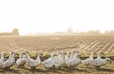 Daylesford Organic Farm Ducks