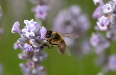 bees in a summer kitchen e-book
