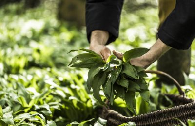 Spring Foraging Daylesford