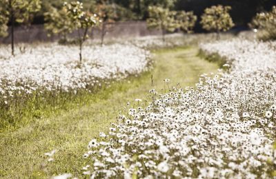 Wild Flowers Bees
