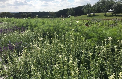 The wild flower meadow enjoying some sunshine after the rain #wildflowermeadow #organic #flowers #savethebees @daylesfordfarm