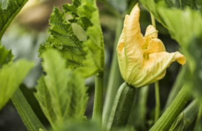 24.07.2017 MarketGardenCourgettes