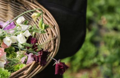 Basket of Sweet Peas