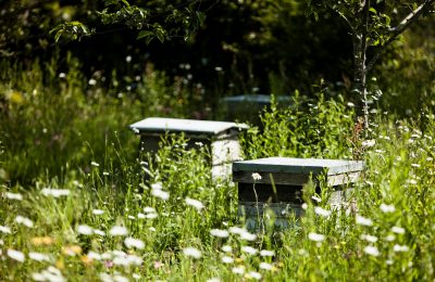 protecting bees at daylesford