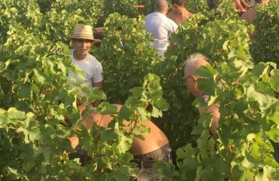 Very proud to announce the start of the harvest at @leoube . All our grapes are organically grown by the sea and carefully hand picked. ❤️🍇 50 local pickers during one month..
@leoubeusa .
.
.
.
.
.
.
#organic #biodynamic #provence #alldayrose #leoube