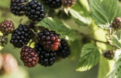 blackberries