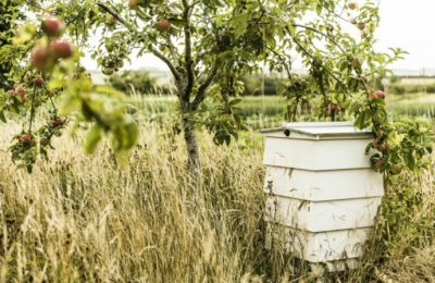 Bees and Their Harvest