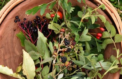 A Field Guide to Foraging Autumn’s Hedgerows