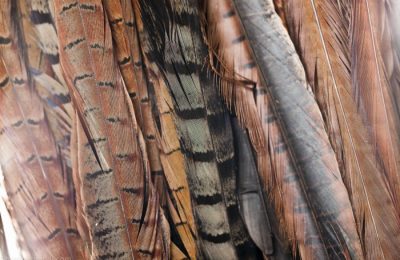 feathers feature