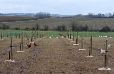Innovation at the Farm: Hens, a New Orchard and Farming for the Future