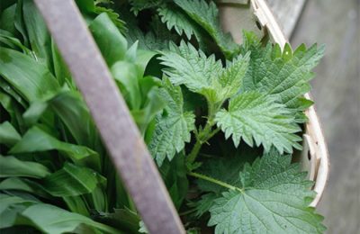 Nettle-Gnocchicopy
