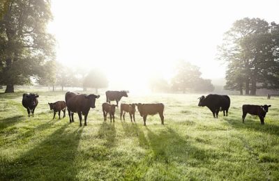 NurtureDaylesford-oldgloucestercattle-min