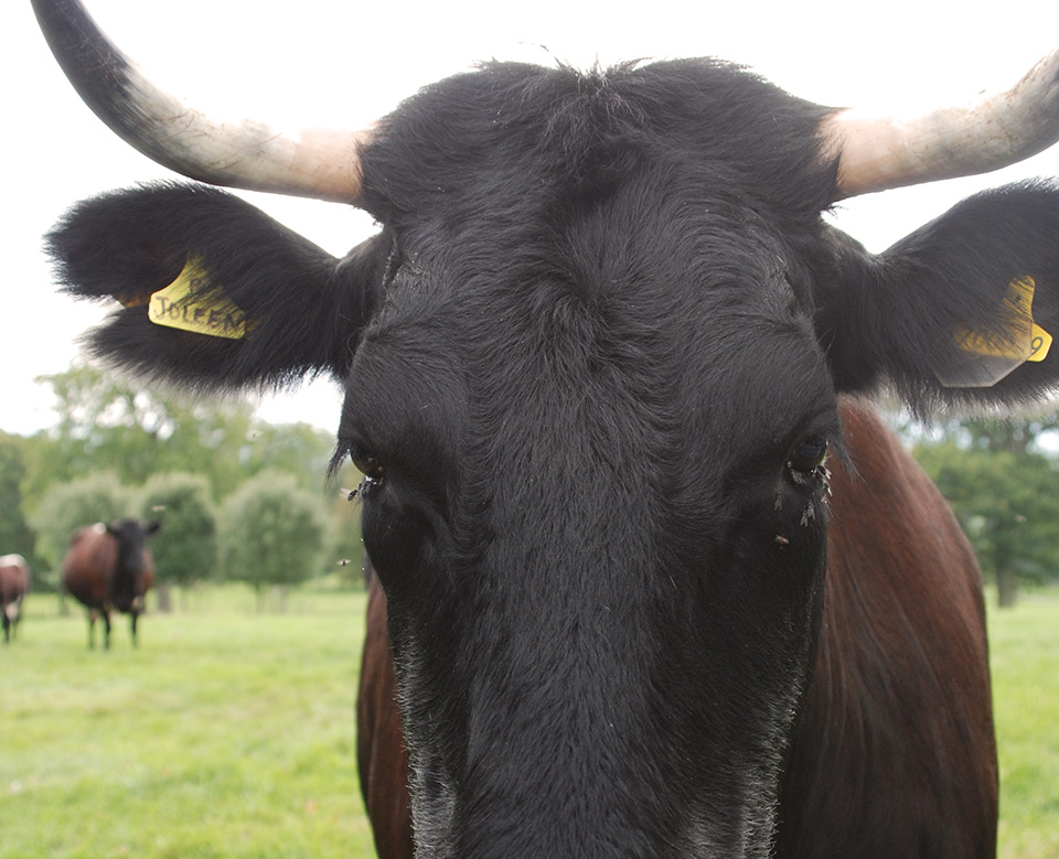 Our Gloucester Cows