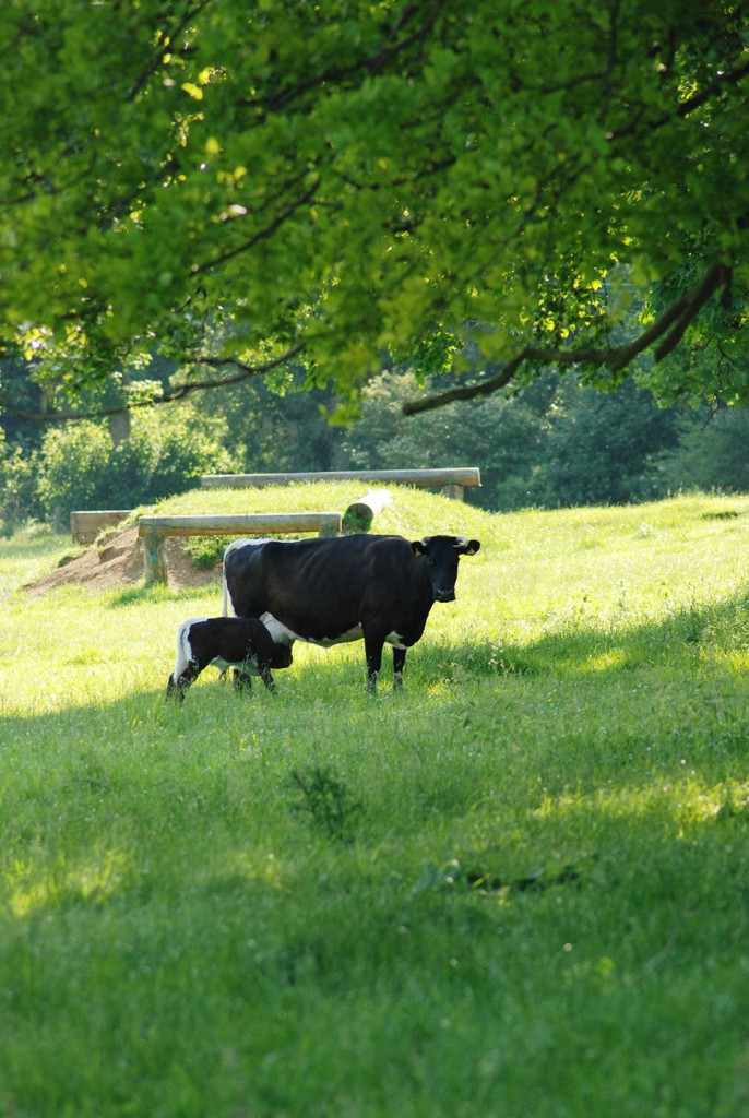 Our Gloucester Cows