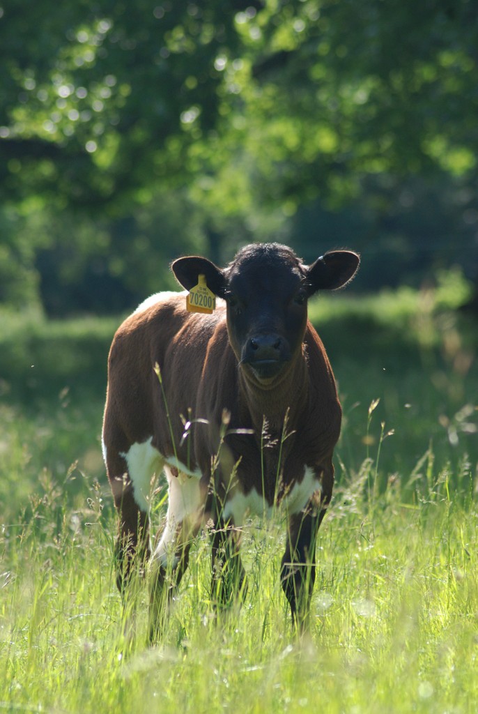 Our Gloucester Cows