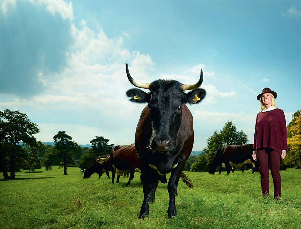 Our Gloucester Cows