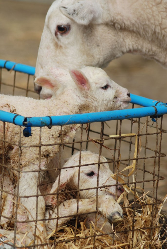 Lambing Season 2015