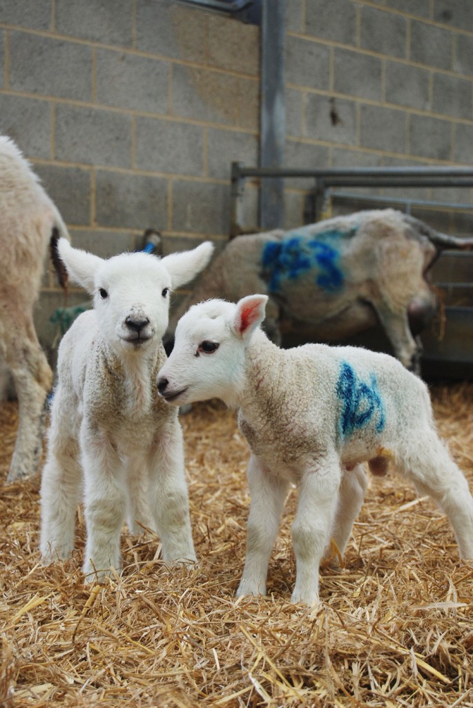 Lambing Season 2015