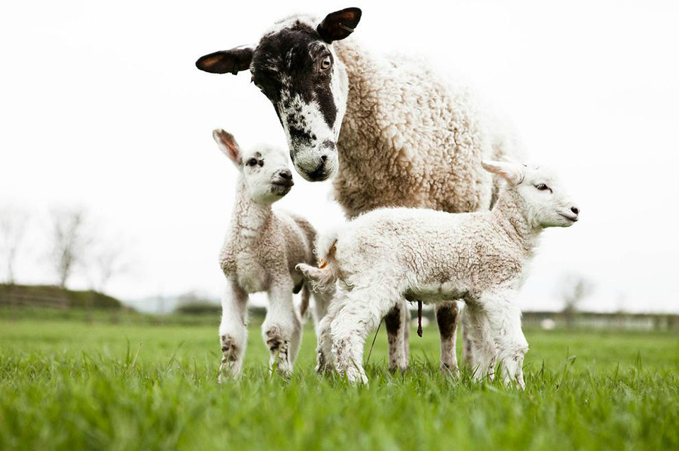 Ewe with Lambs