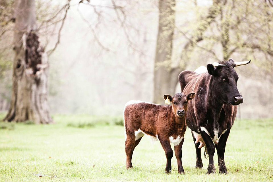 Glocs Cow with Calf