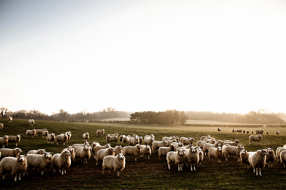 A Flock of Sheep