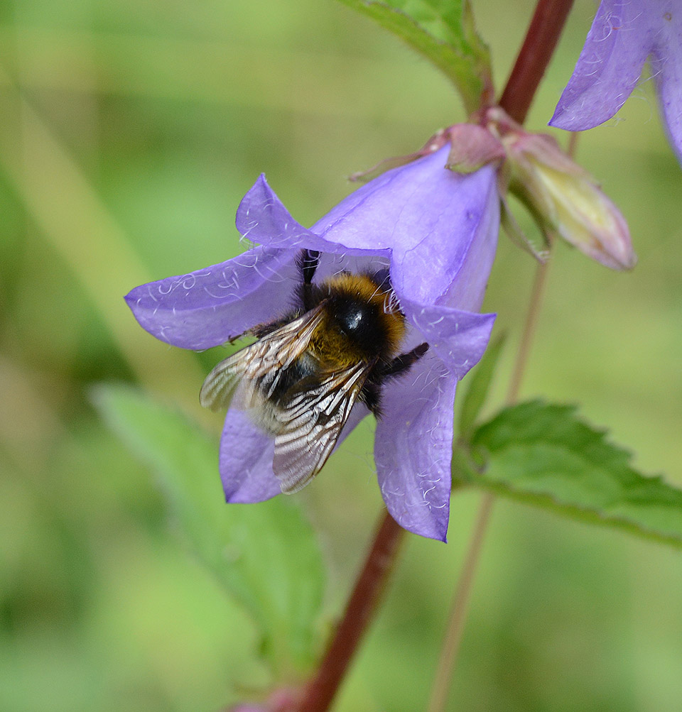 A Pollinating Bee