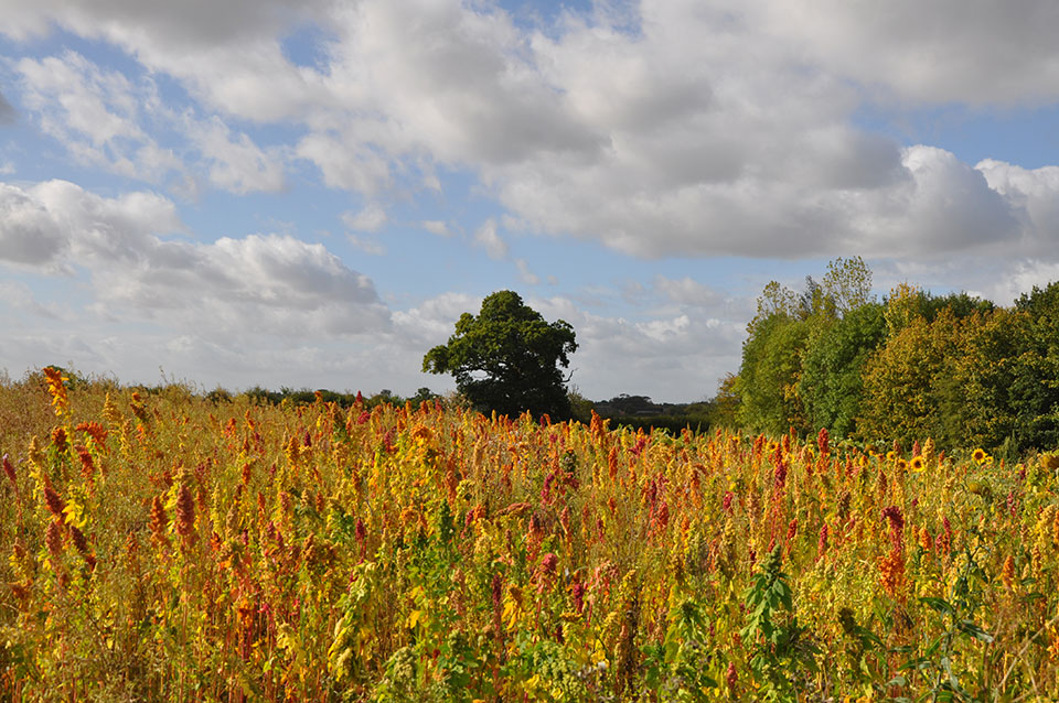 Quinoa in Autumn