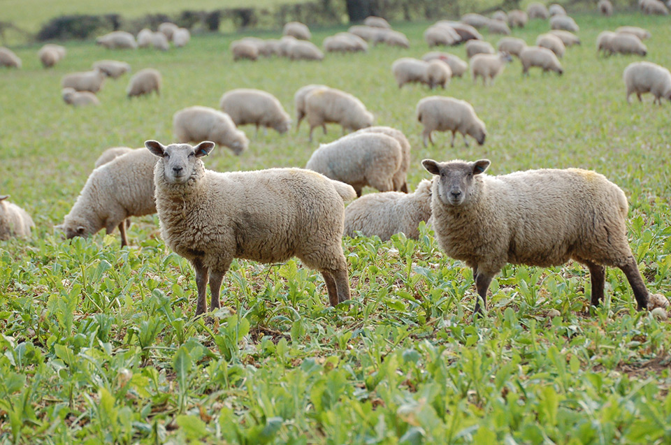 Sheep in stubble