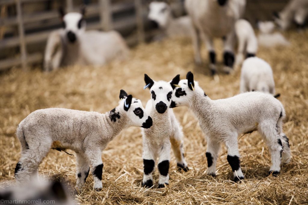 easter lambing at daylesford