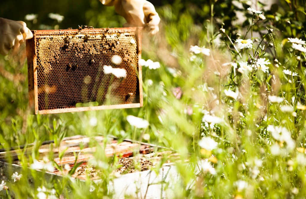 daylesford beehives