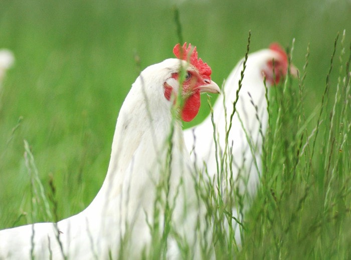 Organic chickens