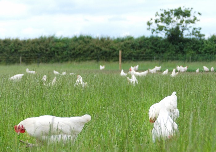 Free range organic chickens